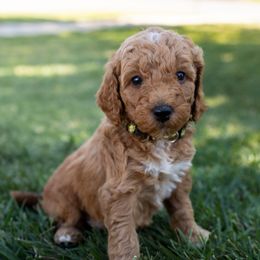 Goldendoodle Puppies from Teresa Carlson