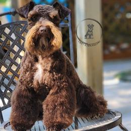 Zuri - Miniature Schnauzer