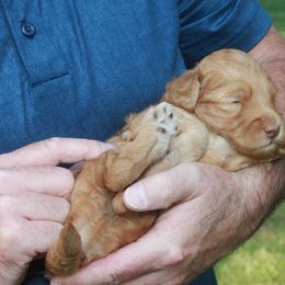 Goldendoodle Puppies from Taylor Town Doodles