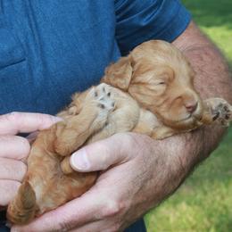 Goldendoodle Puppies from Taylor Town Doodles