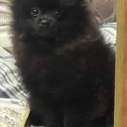 Pomeranian Puppies from Silver’s Reigning Heir Poms