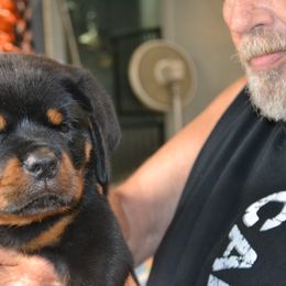 Red collar - Black and mahogany female Rottweiler puppy in Dawson Springs, Kentucky from Lakeview Rottweilers