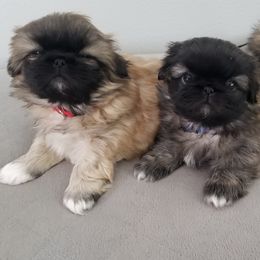 Pekingese from Richards Root River Pekingnese