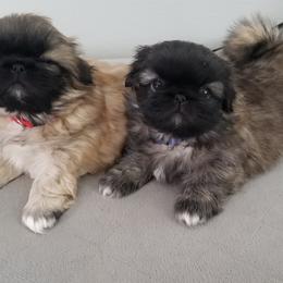 Pekingese from Richards Root River Pekingnese
