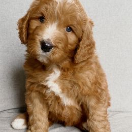 Assorted Doodle Crosses Puppies from Barking Blessings
