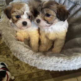 Havanese Puppies from Twins Havanese