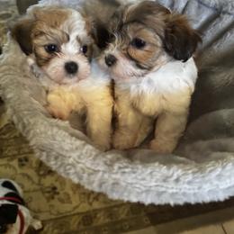 Havanese Puppies from Twins Havanese