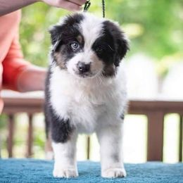 Australian Shepherd Puppies from RemEmber Australian Shepherds