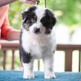 Australian Shepherd Puppies from RemEmber Australian Shepherds