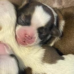 Shih Tzus from Simply Sweet & Adorable Shihtzus