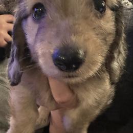 Pluto - Cream male Dachshund puppy in Hudson, Michigan from Mittentail Kennel Miniature Dachshunds & Australian Shepherds