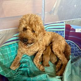 Quinn - Red  female Goldendoodle puppy in Decatur, Texas from 4F Farms