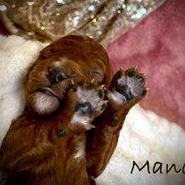 Mandi - Red female Cavapoo puppy in North Branch, Minnesota from Rosie’s Pups MN