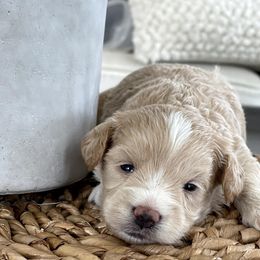 Maltipoo, Shichon, and Shihpoo Puppies from Timbercreek Puppies