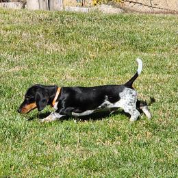 Winston - Dachshund