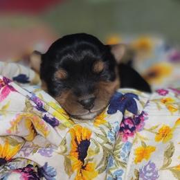 Girl 1 - Black and tan female Yorkshire Terrier puppy in Pineville, Kentucky from Yorkies of Pineville