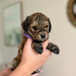 Rose - Sable female Goldendoodle puppy in Twin Falls, Idaho from Burrow & Bone