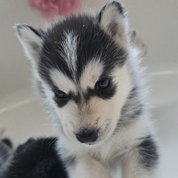 Pomsky Puppies from Peoria Pomskies