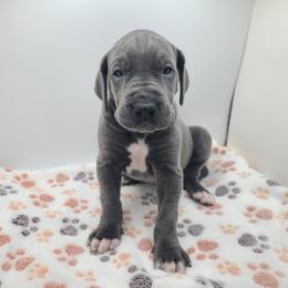 Ivy - Blue female Great Dane puppy in Kannapolis, North Carolina from Carolina Great Danes & Toy Poodles