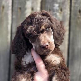 Halo - Phantom male Poodle puppy in New York from Powder Puff Poodles