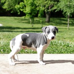 Corduroy - White and blue male Whippet puppy in Gentry, Arkansas from Mardel Robeson of Mulberry Hollow Whippets