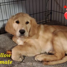Golden Retriever Puppies from Goldens of Hamm Hollow