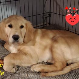 Golden Retriever Puppies from Goldens of Hamm Hollow