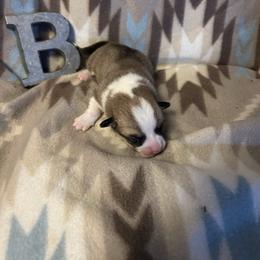 Otto - Red male Pembroke Welsh Corgi puppy in Maupin, Oregon from Bailey Nannini