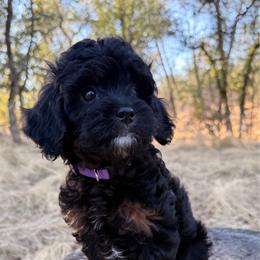 Sophia - Black and tan female Cavapoo puppy in Redding, California from O’Hara  Doodles