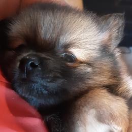 Pomeranian Puppies from Tonia's Pomeranians