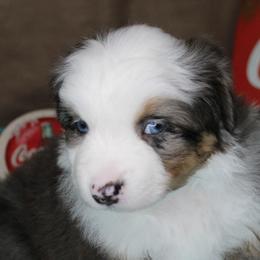 Boy 2 - Blue merle male Miniature Australian Shepherd puppy in Elgin, Oregon from LongMile Aussies