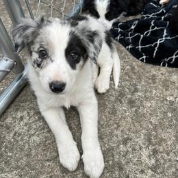 Border Collie Puppies from Roaring River Border Collies