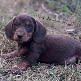 Hershey - Chocolate and tan male Dachshund puppy in Conway, Missouri from Ozark Mountain Kennel