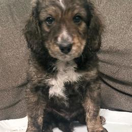 Blue collar - Brown merle male Aussiedoodle puppy in Melrose, Florida from Howdilly Doodley
