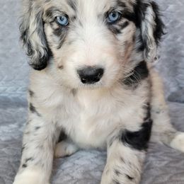 Aussiedoodles and Australian Shepherds from Cedar Stone Aussiedoodles