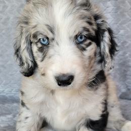 Aussiedoodles and Australian Shepherds from Cedar Stone Aussiedoodles