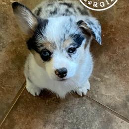 American Corgi and Pembroke Welsh Corgi Puppies from Caddeaux Corgis