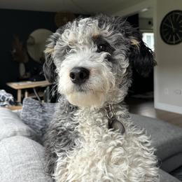 Aloe - Bernedoodle