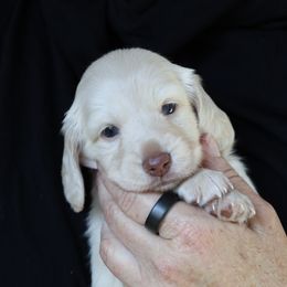 Victoria - Cream female Dachshund puppy in Prunedale, California from Tiny Teckels Miniature Dachshunds