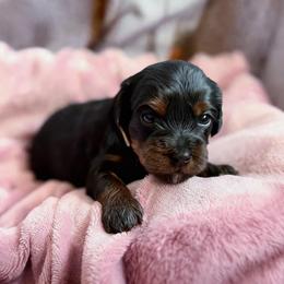 Nomad - Black and tan male Cavapoo puppy in Battle Lake, Minnesota from Panda Puppies