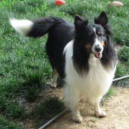 Shetland Sheepdogs from Fancypants Shetland Sheepdogs