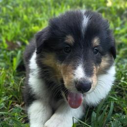Boy 1 green - Black white and tan male Collie puppy in Salem, Indiana from Living Blessed Collies