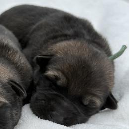 Teal - Sable female German Shepherd puppy in Buffalo, West Virginia from Z Tykev Vino LLC