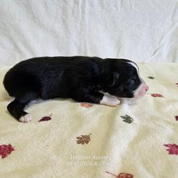 Waffle - Black tri male Toy Australian Shepherd puppy in Snowflake, Arizona from Halfpint Aussies