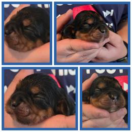 Karev - Black and tan male Cavalier King Charles Spaniel puppy in Sparta, Georgia from Southern Edge Kennel