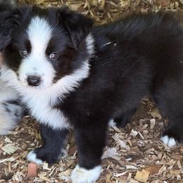 Max - Black & white male Miniature Australian Shepherd puppy in Patterson, North Carolina from DreamLine Aussies