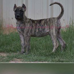 Perro de Presa Canario Puppies from Mesquite Creek Kennels