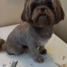 Bernedoodle, Goldendoodle, and Shih Tzu All Grown Up from TrueLine kennels