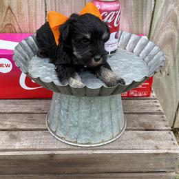 Orange boy - Black and silver male Miniature Schnauzer puppy in Garrison, Texas from RNH Schnauzers