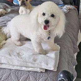 Memphis - Bichon Frise